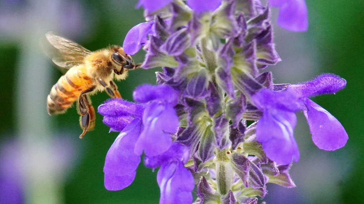 CLICK CLICK CLICK CLICK CLICK CLICK CLICK CLICK CLICK CLICK CLICK CLICK CLICK CLICK CLICK CLICK CLICK CLICK CLICK CLICK one good picture of a bee eating CLICK CLICK CLICK CLICK CLICK CLICK CLICK CLICK CLICK CLICK CLICK CLICK CLICK CLICK CLICK CLICK CLICK CLICK CLICK CLICK