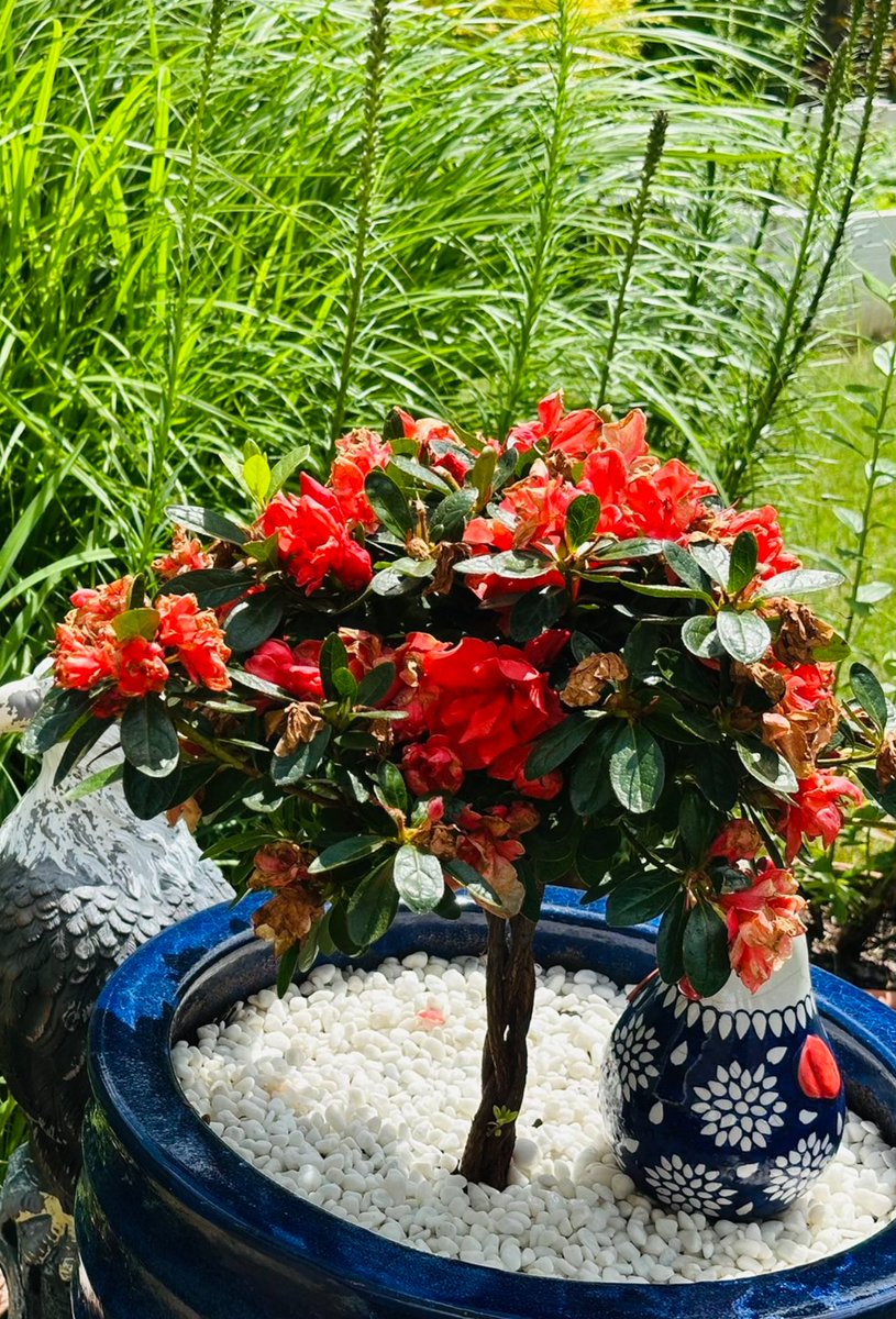 hhl321sss's tweet photo. @MightyFortressC 看到你这几天发的照片，猜测你是中了杜鹃花🌺的毒素了：从照片中看属于一种经过修剪造型的杜鹃小乔木，开着艳丽的红色花朵，但是杜鹃花是有毒植物。所有部分(包括叶子、花朵、枝干)都含有格兰毒素(Grayanotoxin)人类或宠物（如狗、猫）接触误食后可能出现：恶心、呕吐、流涎、腹泻严重者可导致呼吸困难 https://t.co/8qObpw178O