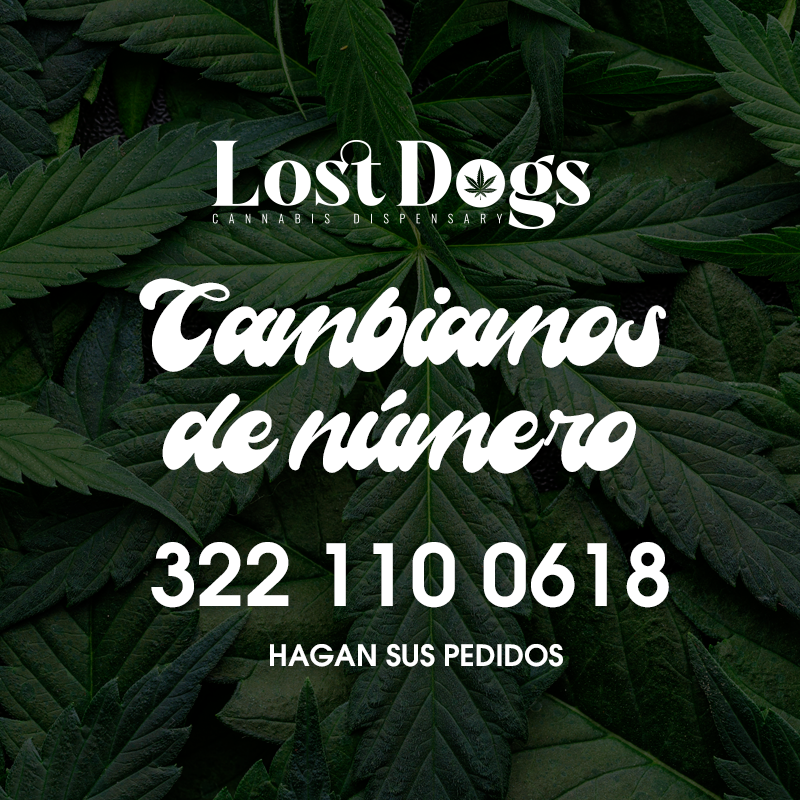 lostdogsoficial's tweet image. Raza cambiamos de número. 
En este los atendemos. #merch #PuertoVallarta #weed 
Whatsapp: 322 110 0618 Envíos a todo México.  wa.me/3221100618