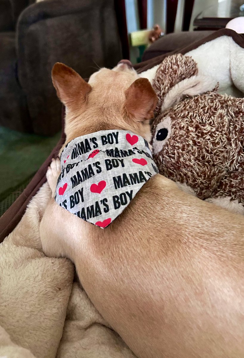 I got a narrower collar for Gilligan so I could fit his bandanna in it. He won’t let me take off the bandanna  cause he thinks he’s so handsome in it.  😂
