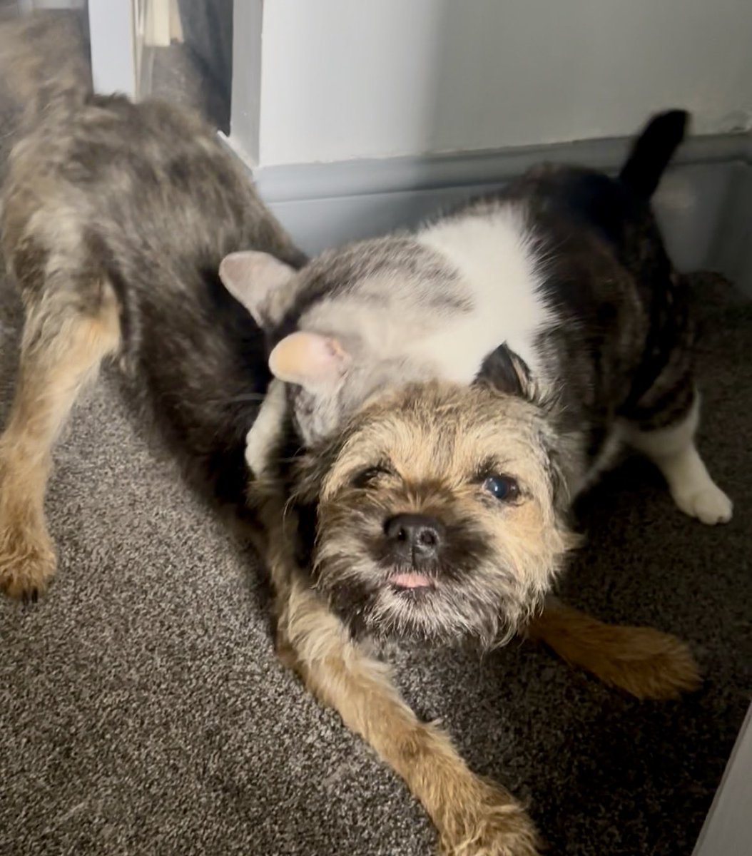 Riley_roo888's tweet image. Oh shoot, he got me 😳🤭🤭 #BTPosse #RoundOneToNedders