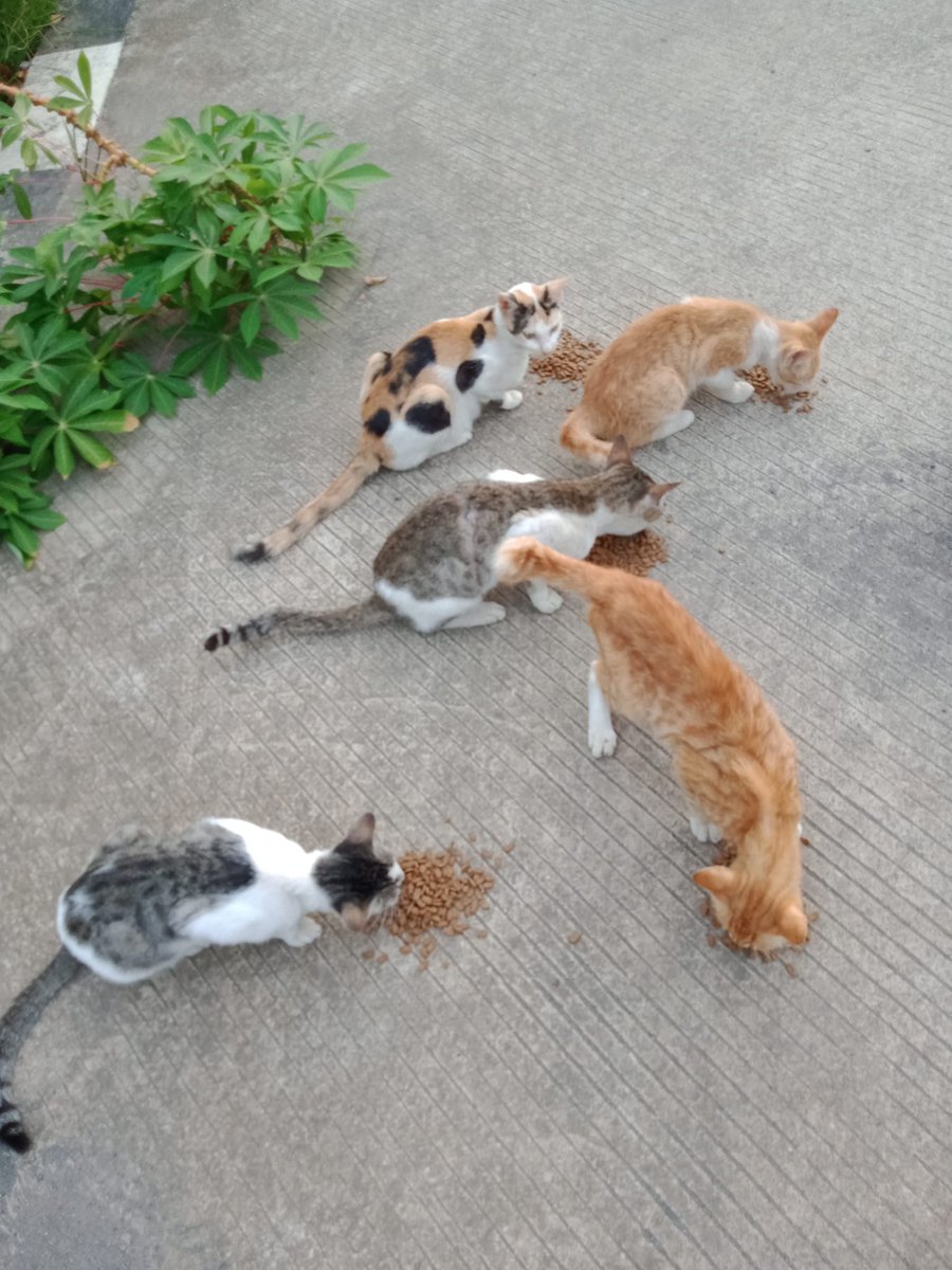 FazzleMawla's tweet image. Street cats are tougher than we think! Instead of pitying them, let’s lend a helping hand. A little food, a warm shelter, or a kind word can make a world of difference. Let’s show them love, not just sympath❤️