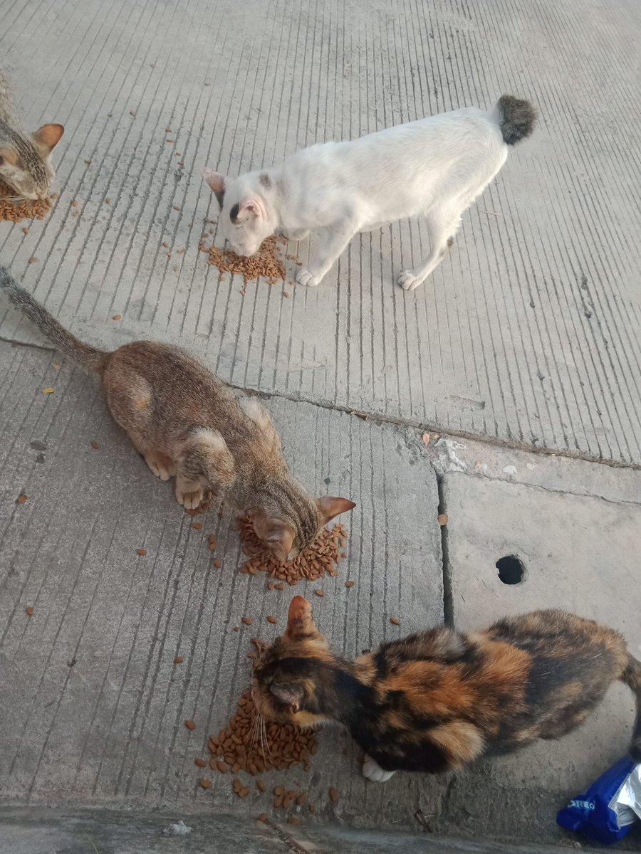 FazzleMawla's tweet image. Street cats are tougher than we think! Instead of pitying them, let’s lend a helping hand. A little food, a warm shelter, or a kind word can make a world of difference. Let’s show them love, not just sympath❤️