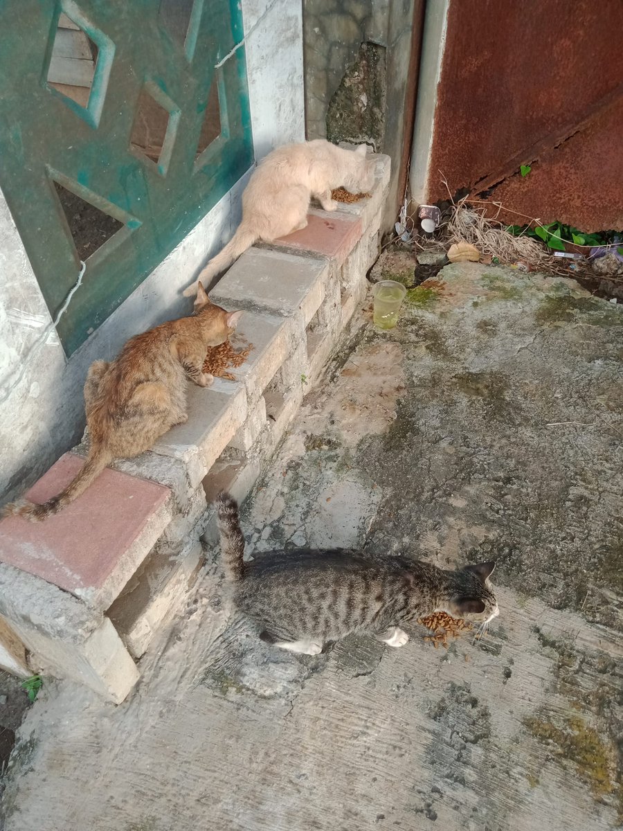 FazzleMawla's tweet image. Street cats are tougher than we think! Instead of pitying them, let’s lend a helping hand. A little food, a warm shelter, or a kind word can make a world of difference. Let’s show them love, not just sympath❤️
