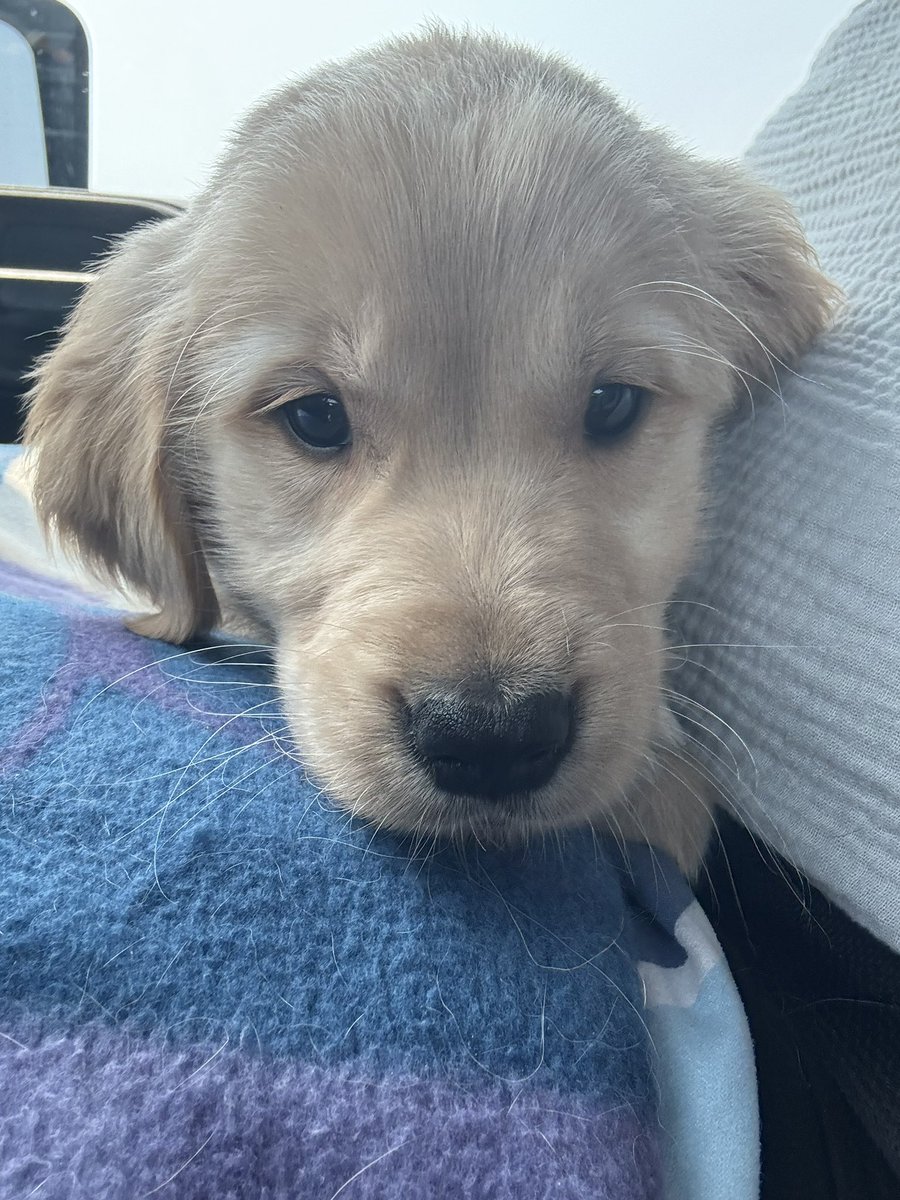 jenkuefler's tweet photo. Meet Gipper☘️ our newest Golden joining brothers, Lambeau and Wrigley! 
@NDFootball @KirkHerbstreit 
#goldenretriever https://t.co/gCD5vZydlq