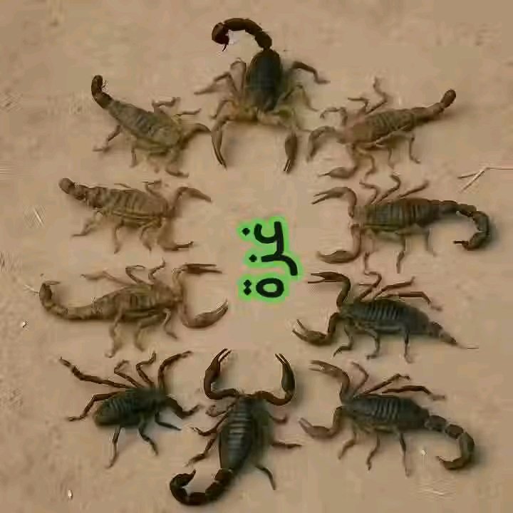 القمة العربية