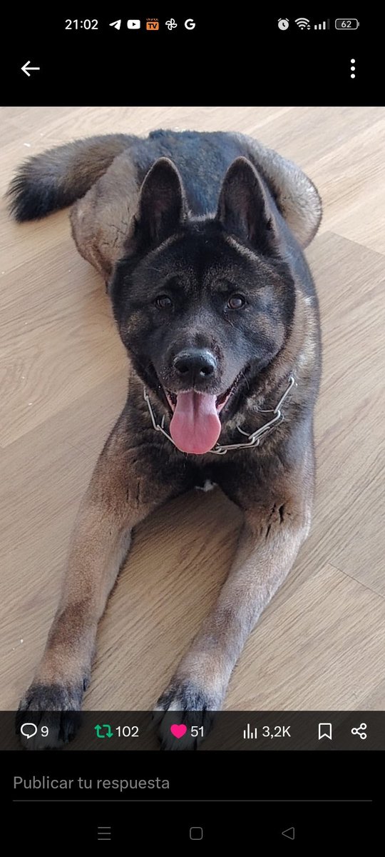 Fui un capricho y ahora soy 
un juguete roto 💔 
Creía que eran mi "familia", soy
una buena perrita y busco un verdadero hogar 💕🏡🙏🏻
Estoy en #Madrid
Cto <a href="/LaprimaVerak40/">NöeLí∆</a> 
ES MUY URGENTE 🆘🆘🆘‼️
#Perros #adopta #adopcion #AdoptaNoCompres