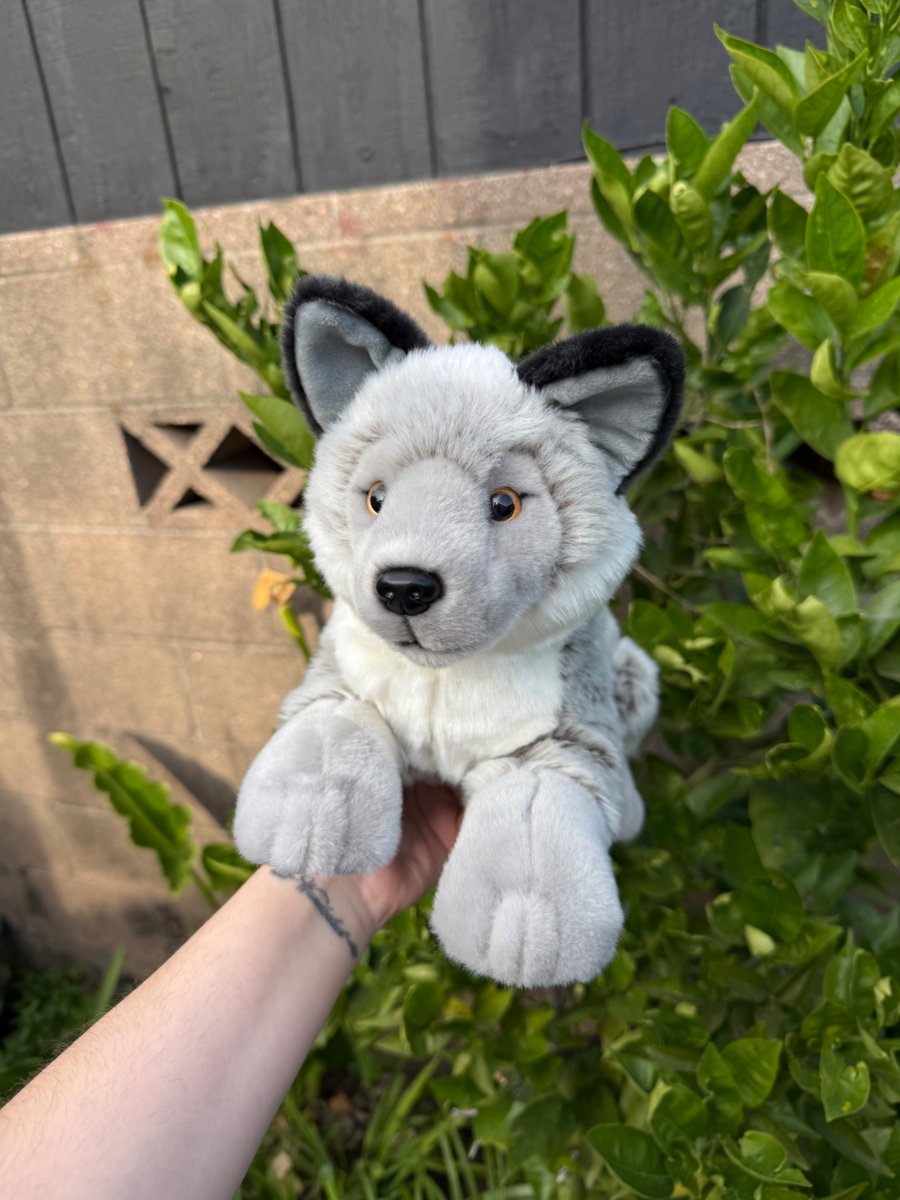 akitas237's tweet photo. Since insta wants to permanently suspend me for no reason I might be a little more active on here! #wolf #wolfplush #plushcommunity https://t.co/aBJ5bTYcwY