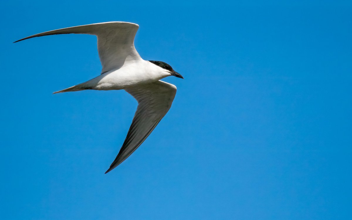 Elliott81758817's tweet image. Back from a great 5 day trip to the Camargue led by @LolBodini. 4 lifers being Melodious Warbler, Iberian Grey Shrike, Gull-billed Tern, and Collared Pratincole! So many Nightingales and all the regular species down there. Beautiful scenery and weather as well!