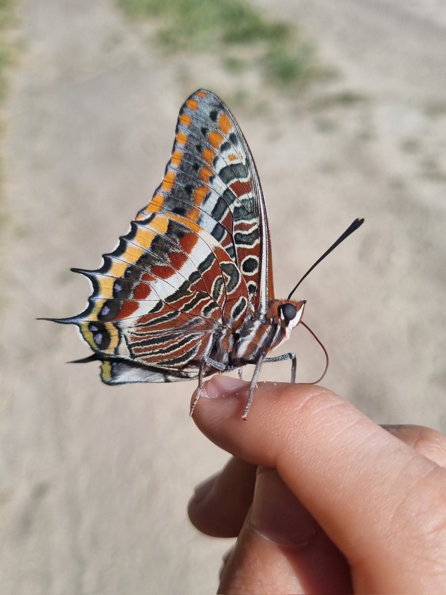 Elliott81758817's tweet image. Back from a great 5 day trip to the Camargue led by @LolBodini. 4 lifers being Melodious Warbler, Iberian Grey Shrike, Gull-billed Tern, and Collared Pratincole! So many Nightingales and all the regular species down there. Beautiful scenery and weather as well!