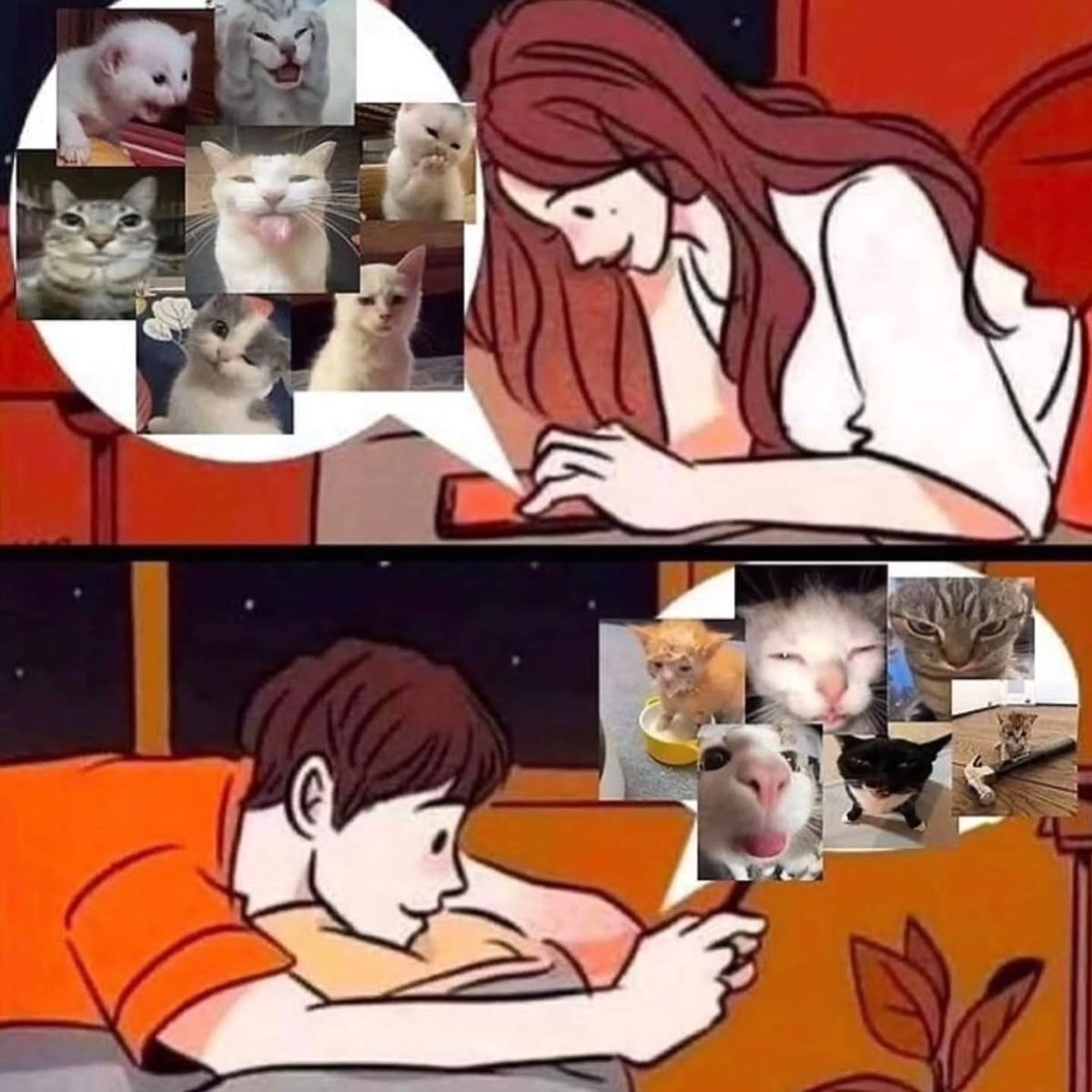 Punch Cat (@punchingcat) on Twitter photo 