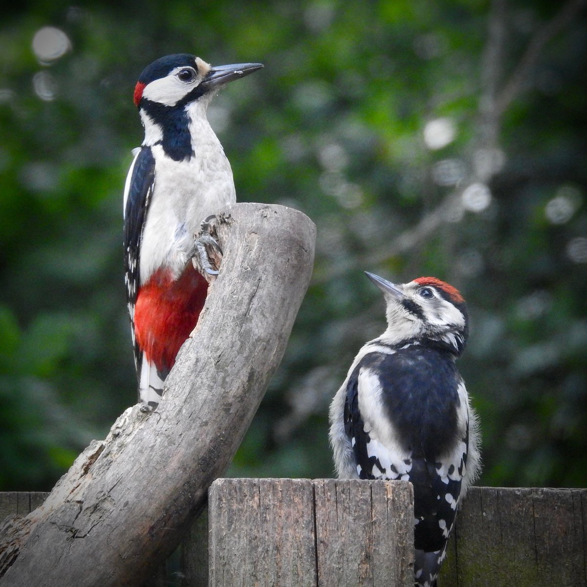 bernoid's tweet photo. The GSW’s have fledged… #lookingatbirds https://t.co/S1PzAj9xji