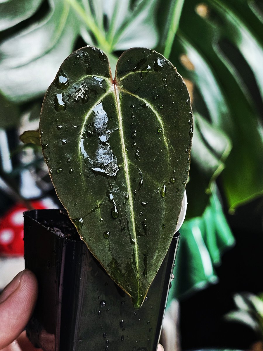 I'm literally obsessed with my plants. 

🪴 anthurium dark pheonix x crystallinum