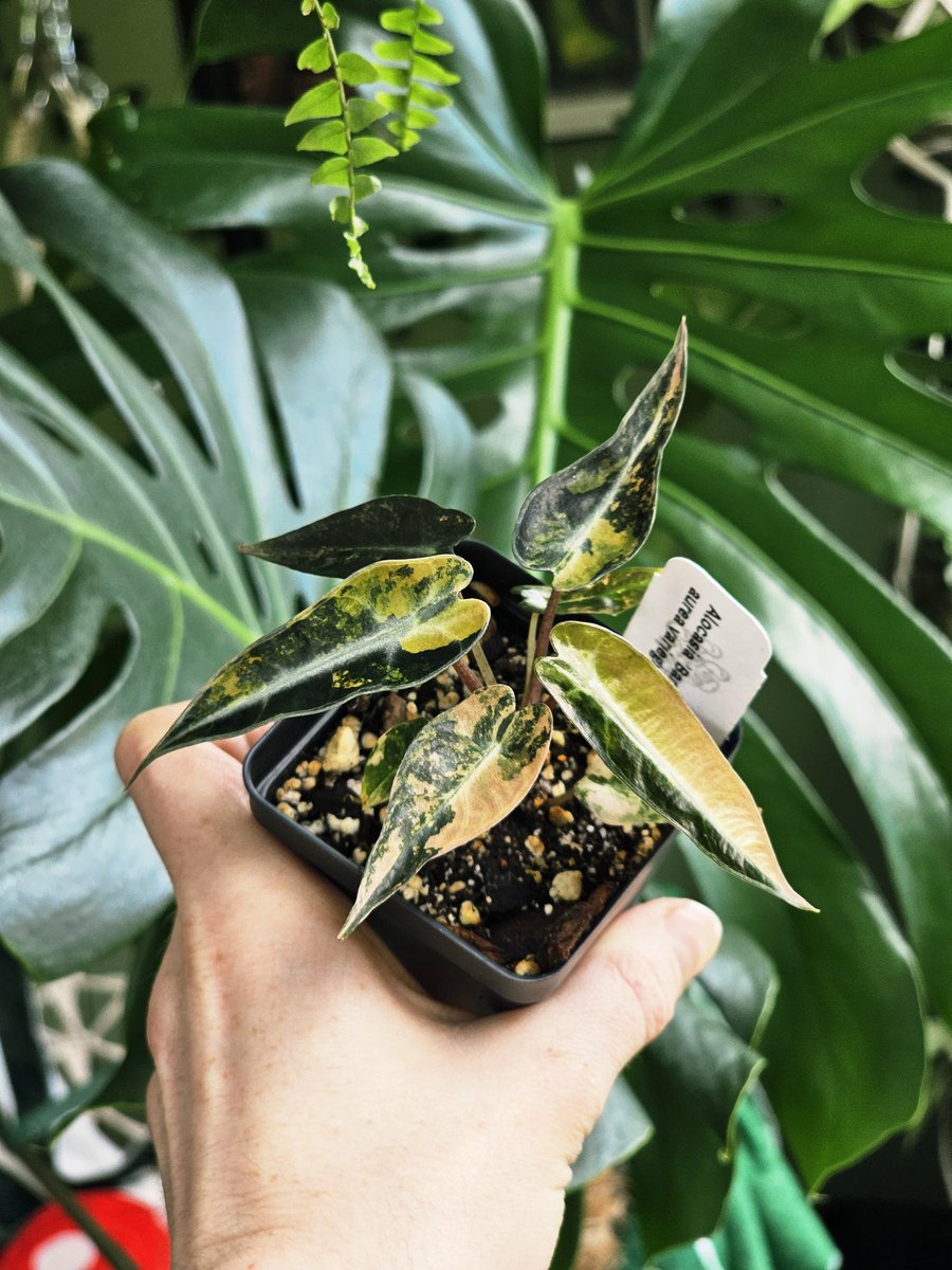 🪴 Bambino alocasia (pink &amp; aurea) 🪴
