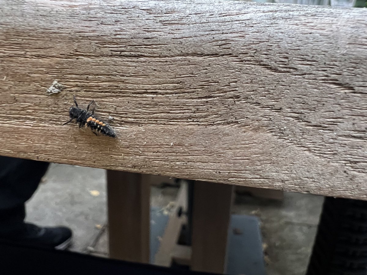 This 4 mm insect has been touring the perimeter of our garden table for an age. What is he looking for? What is he doing? Who is he?