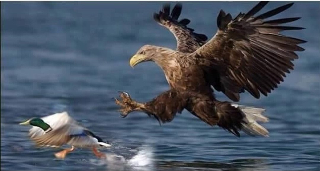 _slaventy_'s tweet image. Ciekawe co się z tą kaczką stało 😉