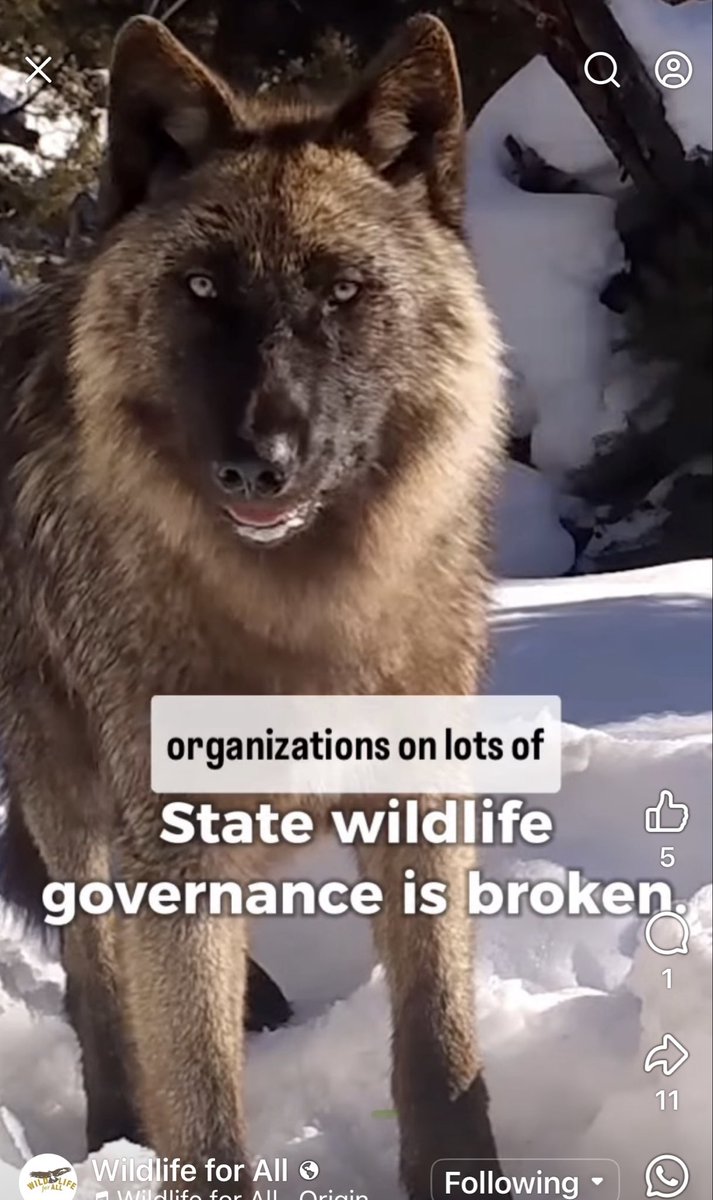 GoodWolfPAC's tweet photo. New Podcast Episode! Dr. M. Lute, conservation scientist, advocate &amp; E.D. of Wildlife for All, joins the Wildlife Wire podcast to unpack one of the biggest challenges facing U.S. conservation today. https://t.co/sdZCseQl0e talking-state-wildlife-agencies-wdr-michelle-lute https://t.co/3nxjZOTZUp