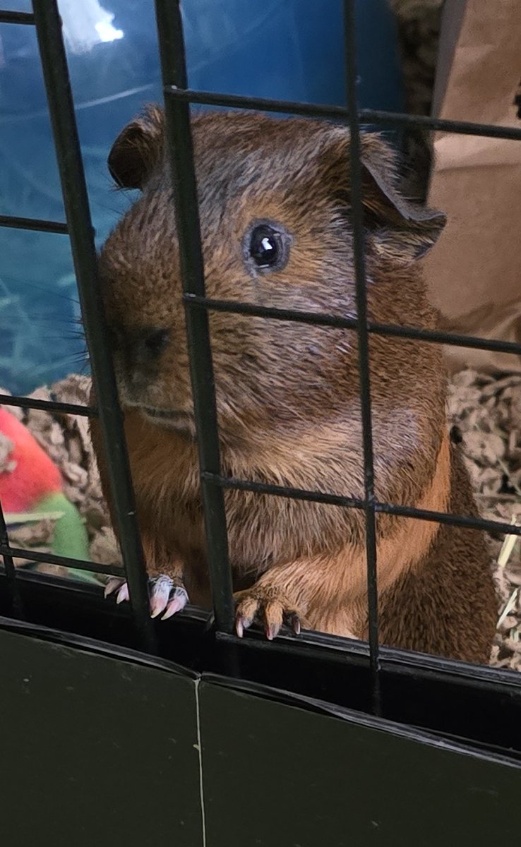 goober89's tweet photo. Got this little ham a year ago today, happy adoptiversary Clark! https://t.co/r4x0E5WAMT