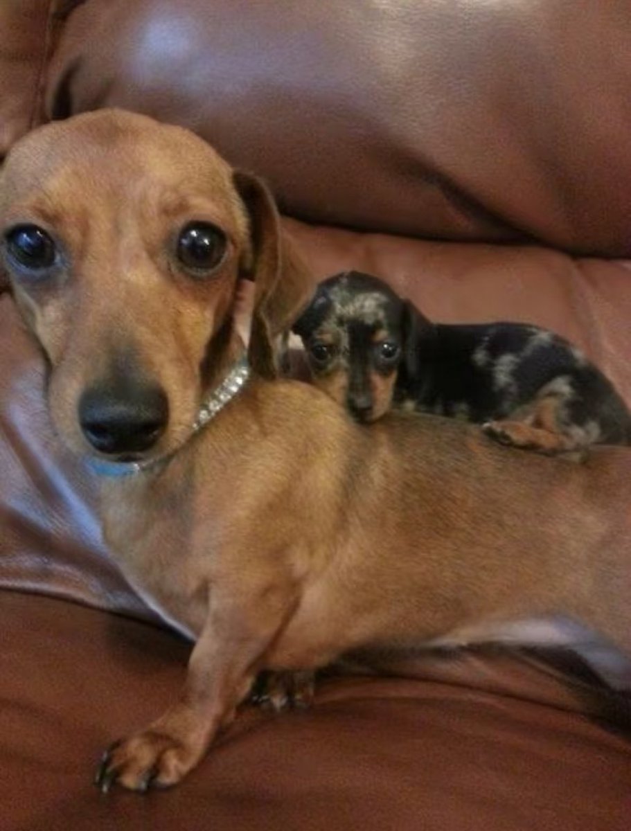 💖 (@twaniimals) on Twitter photo 