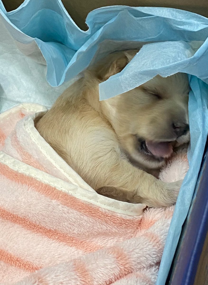 💖 (@twaniimals) on Twitter photo 