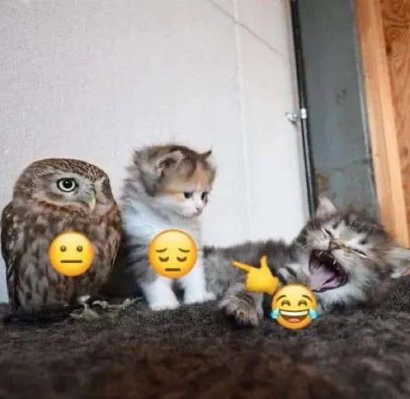 gatos fazendo gatices (@gatinarios) on Twitter photo 