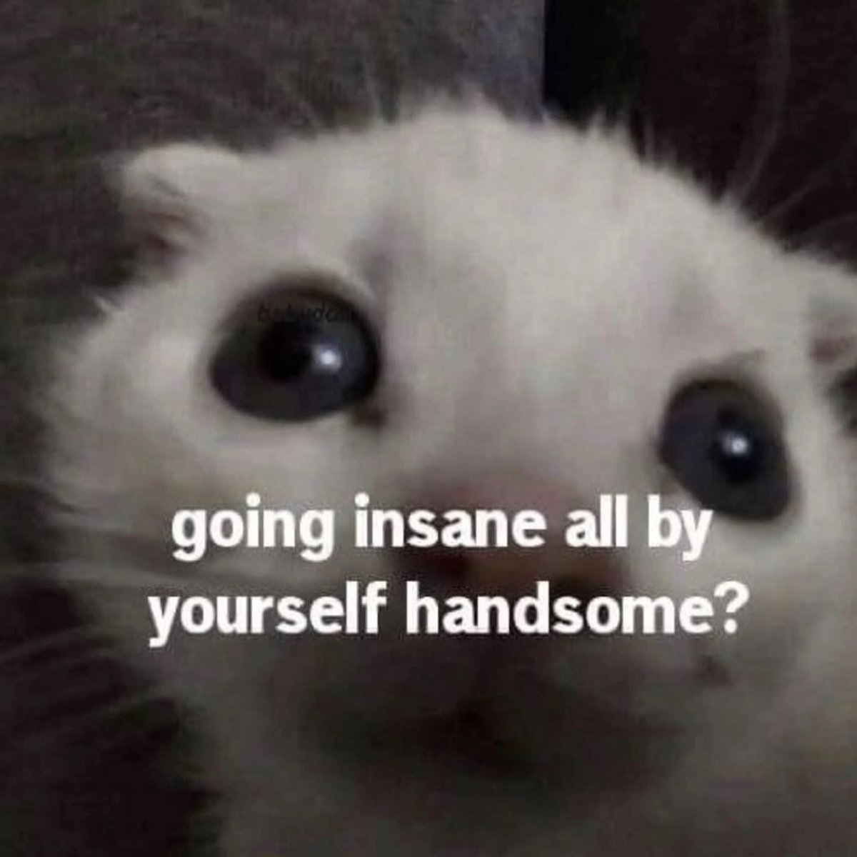 PunchingCat's tweet image. 