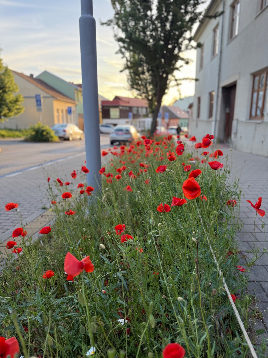 Ulice Jamborova.
#Židenice