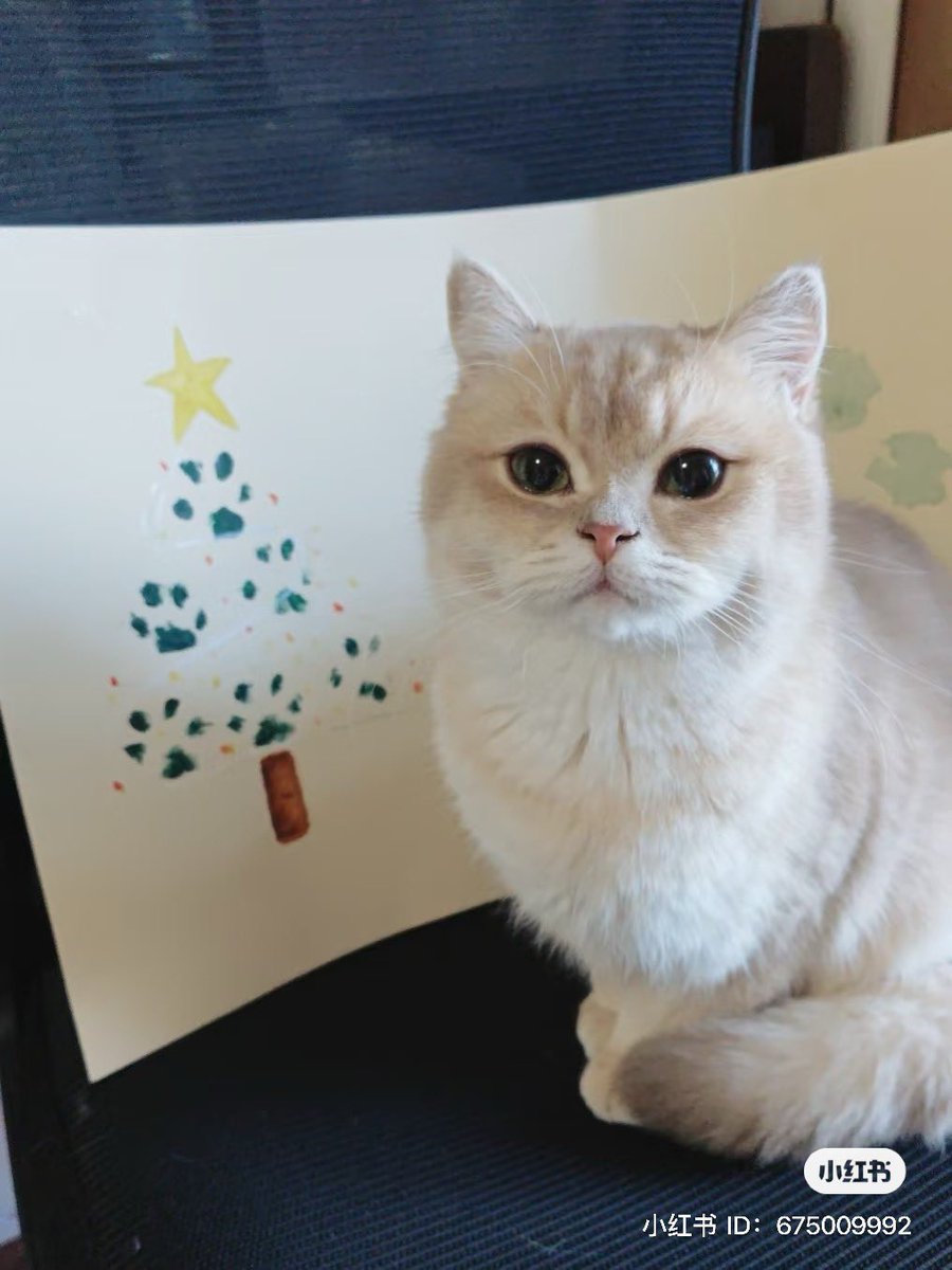 💖 (@twaniimals) on Twitter photo 