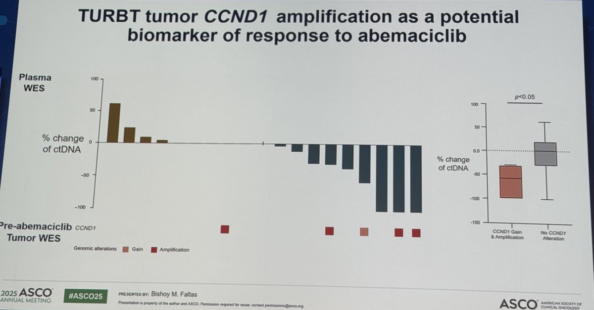 MikeSerzanMD's tweet photo. 🗣️Bladder Rapid Oral Abstracts #ASCO25

👉Abs4520: Dr @FaltasLab presenting #abemaciclib cis-ineligible MIBC on #CLONEVO 

🩺Clinical implications:
-  Preoperative #abemaciclib in MIBC demonstrated promising efficacy and tolerability while modulating cell cycle-dependent pathways
- Consider future studies in combination with ADCs (EV/P)

-------------------------------------------------------
n = 20  (16/20 males) 
5/20  cT4. 
3 didn't undergo RC,  1 withdrew consent.

💉abema (200mg BID PO)  x 4-8 weeks prior to RC

✅ pCR = 18.8% (3/16) 
✅ downstaging = 31.3% (5/16)

⚠️G3 TRAE  anemia (4/20), abdominal pain (1/20) and diarrhea (1/20)

🩻 Imaging Mass Cytometry of pre/post 👇 RB1 phosphorylation 
🧬 VAF 👇after abema by 20.5% (p = 0.04)
🧬 ctDNA tumor fraction(TF)👇after abema  by 28.6%
⭐️Pt w/ CCND1 amplification most significant decrease in TF (63.8%) highlighting CCND1 as a potential response biomarker

👥@DrRosenbergMSK @MichvdHeijden @FaltasLab @SuzanneColeMD @cnsternberg  @MattGalsky @bergsa83 @alantanmd @tompowles1 @DrKarieRuncie @BraunMDPhD @PGrivasMDPhD @shilpaonc @AmandaNizamMD @DrKarineTawagi @DrYukselUrun @ReneeSaliby @drenriquegrande @bavilima @DRBakaloudiMD @ReginaBarCar @crisbergerot @kidneycan @KidneyCancer @ASCO @OncoAlert @OncBrothers @OncLive @BladderCancerUS