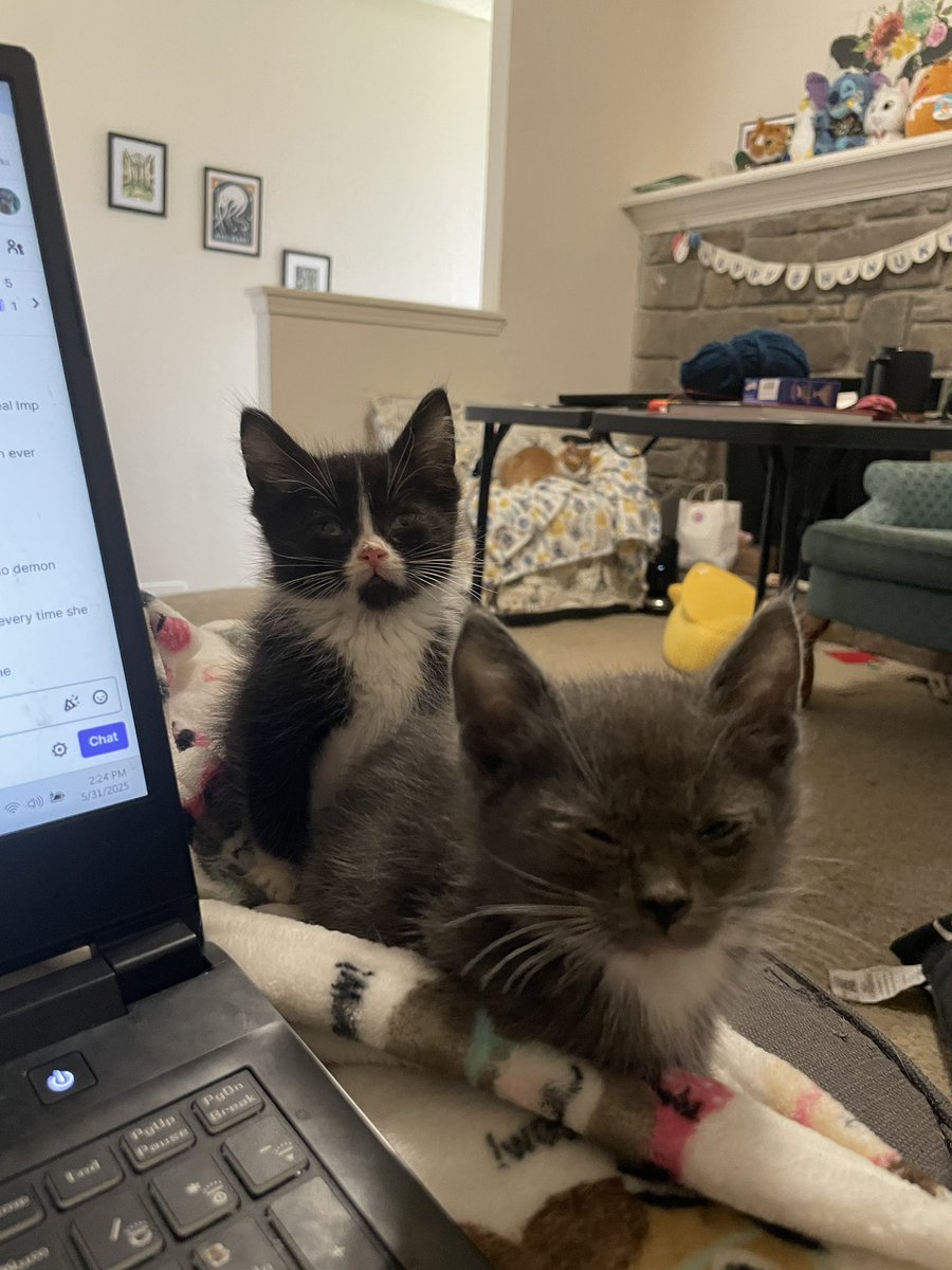 hey <a href="/feederofcats/">Friends of Bear Cat Rescue</a> do you like my new scrungles?