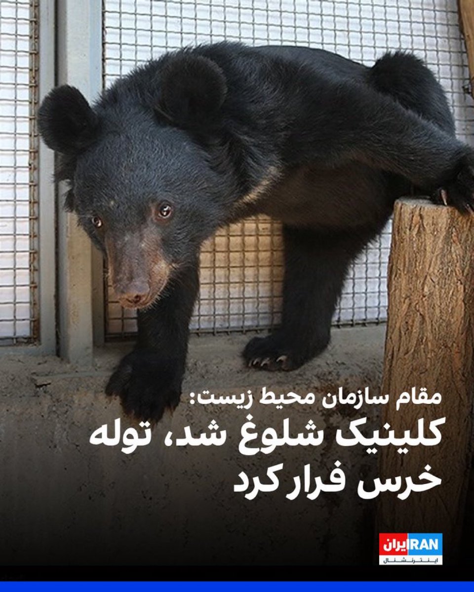 به جرم همکاری با موساد نگیرنت خرس قشنگم