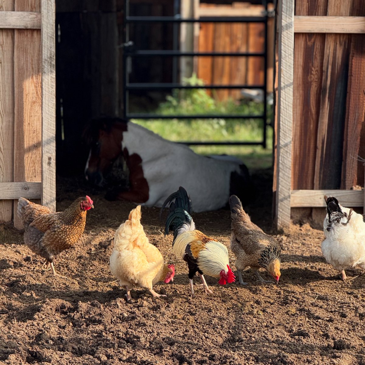 🐔☀️ 🐴Patsy, Deanna, Alan, Loretta Lynn, and Naomi are strutting into the weekend like queens (and one very proud rooster) — all enjoying their Saturday morning cluck-fest with their favorite mini horse Norma Jean.🐓💃

Fresh air, sunshine, and a little gossip in the barn — just