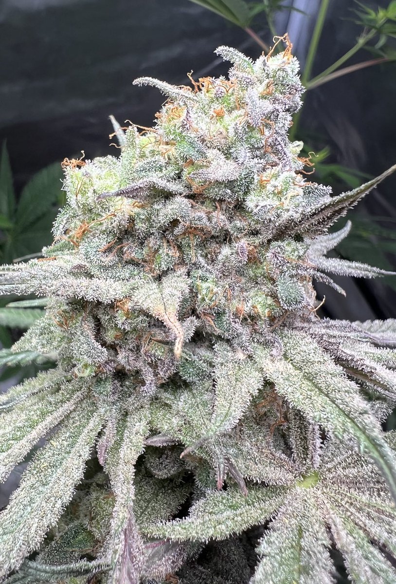 cascadia_seeds's tweet image. Emperor Truffles is back in stock! This insanely potent cross of White Truffles x Jack Herer stacks heavy, dense and very frosty flowers. Limited stock so don’t wait! Get it at Cascadia-seeds.com