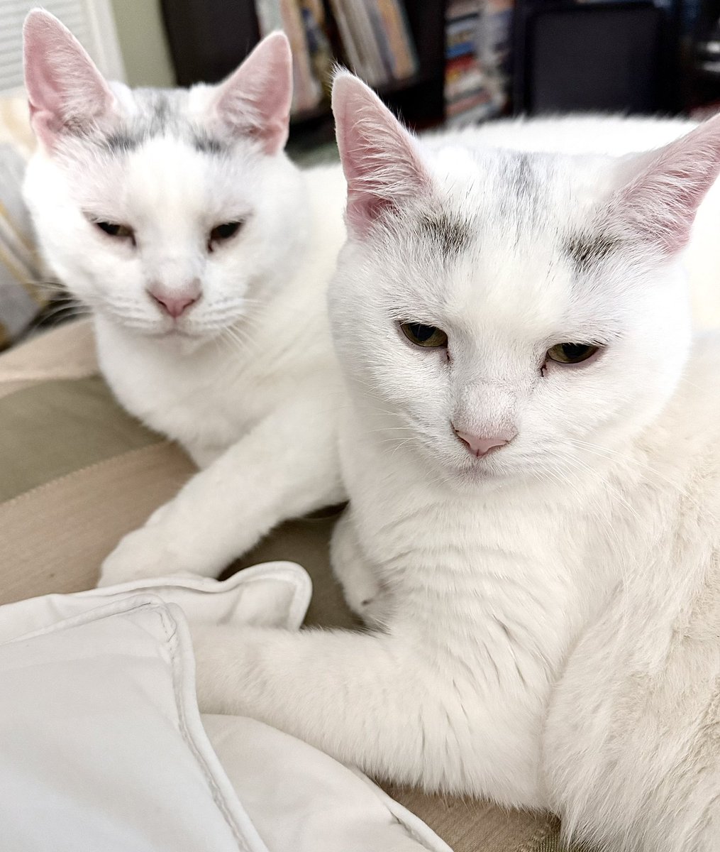 Dede Willingham tweet media