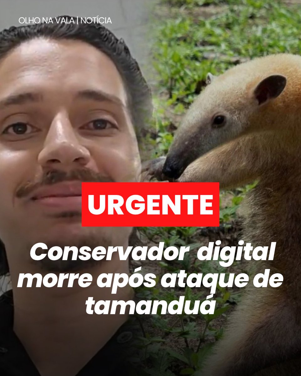 OlhoNaVala's tweet photo. 🚨 ABSURDO | O influenciador de direita Wilker Leão foi DEVORADO VIVO por um TAMANDUÁ no interior do Pará 

Testemunhas relatam gritos desesperados antes do ataque fatal. Caso CHOCA seguidores e levanta perguntas sobre segurança no campo. https://t.co/9weCDWpMXU