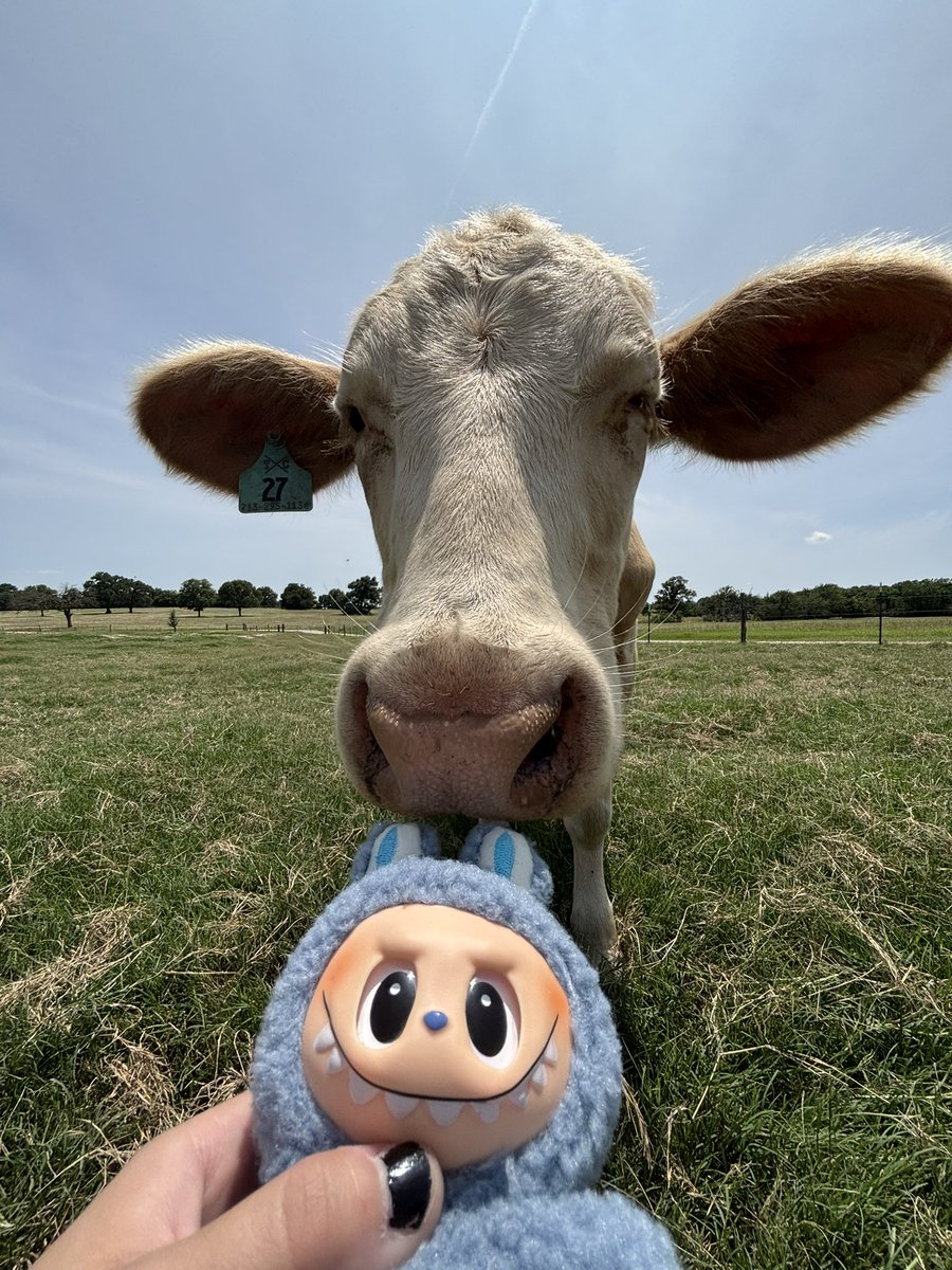 made to the ranch. one of the goats tried to eat me