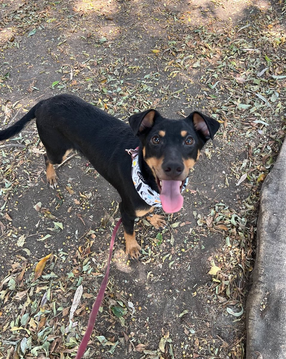 𝙷𝚎𝚕𝚊 𝙼𝚘𝚛𝚎 🐶 (@hela_more) on Twitter photo Cuando te enteras que serás adoptado.
Para sorpresa nuestra y del mismo Brunito,el lunes se va a prueba de adopción.🥹
Les vamos contando.🤍 Cuando te enteras que serás adoptado.
Para sorpresa nuestra y del mismo Brunito,el lunes se va a prueba de adopción.🥹
Les vamos contando.🤍