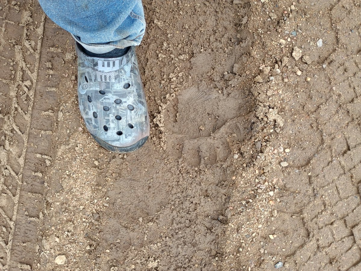 That's a good sized bear in our neighborhood