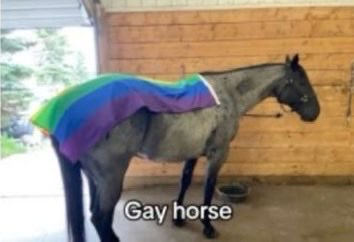 horse (@horseimage) on Twitter photo 