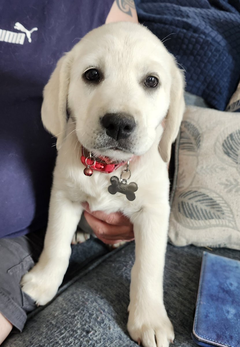Introducing Miss Abby Waffles! My gotcha day was yesterday and humuns  love me. I love to eat, chew,  and sleep.