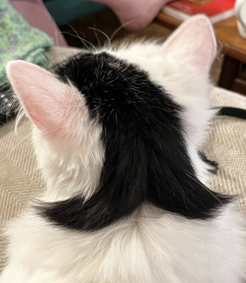 💖 (@twaniimals) on Twitter photo 