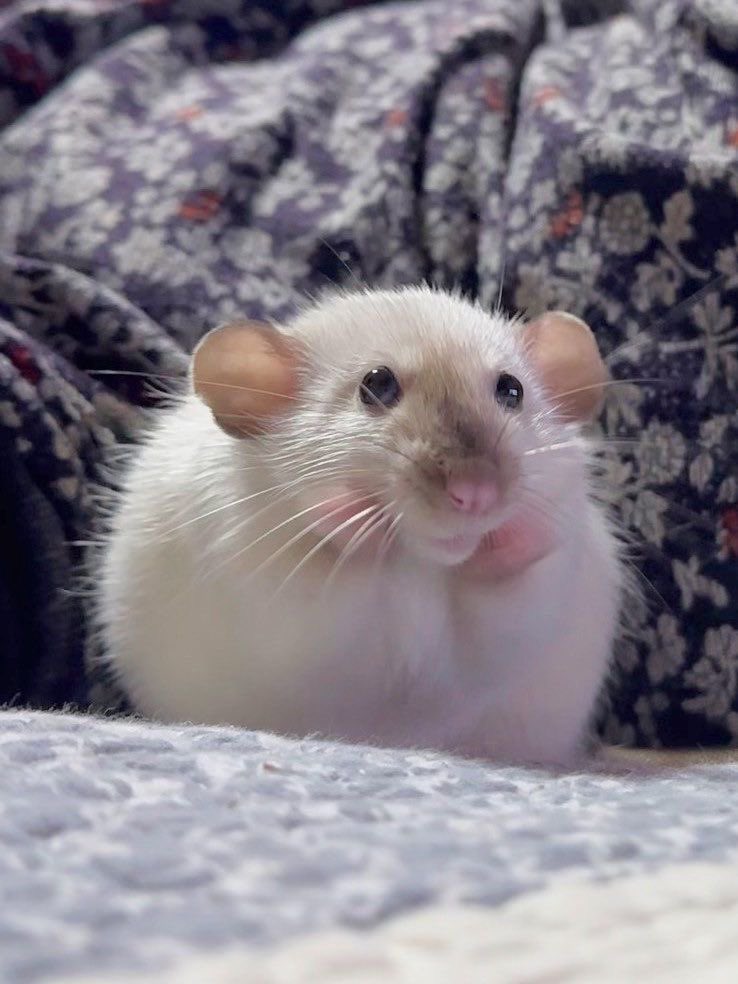 💖 (@twaniimals) on Twitter photo 