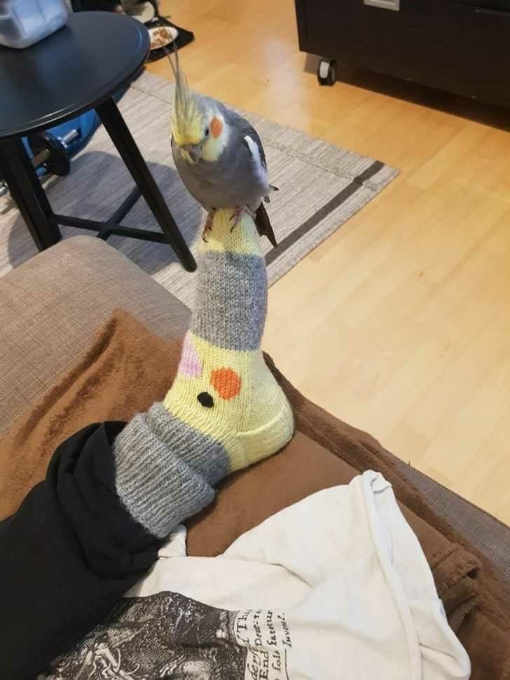 💖 (@twaniimals) on Twitter photo 