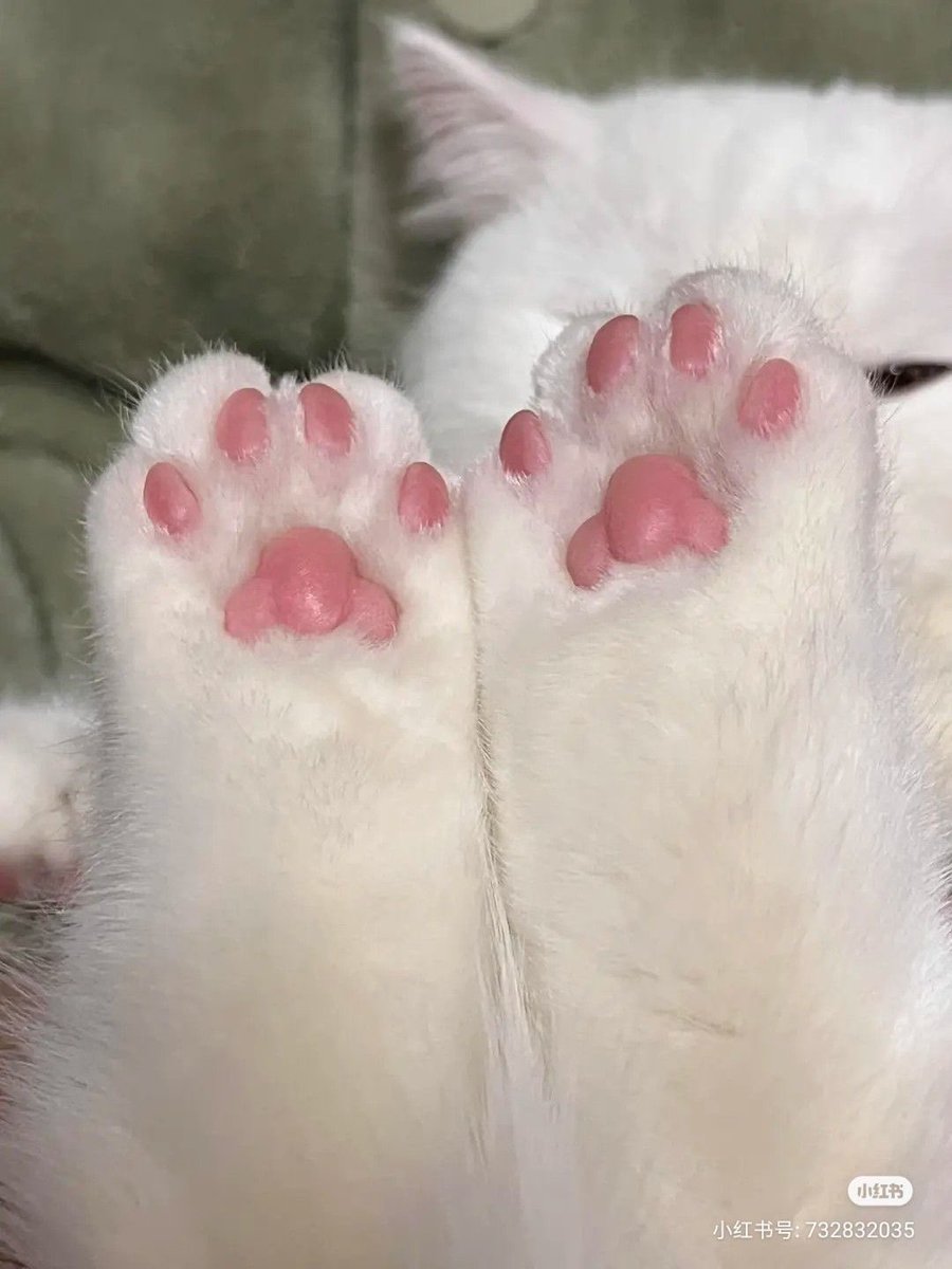 💖 (@twaniimals) on Twitter photo 