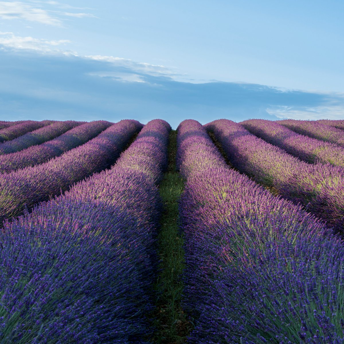💜💜6月将来紫色花海的时节💜💜
以薰衣草闻名的普罗旺斯，还藏着更多故事！

普罗旺斯高地 #世界地质公园 🇫🇷与阿尔卑斯山脉接壤，共有18 处地质遗迹。这里保留了丰富的岩石层和大量化石，其历史可追溯至3亿年前。