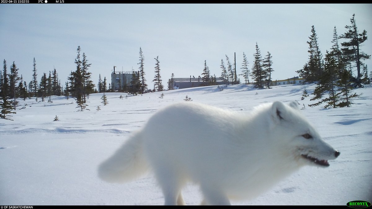 trailcam (@trail_cams) on Twitter photo 