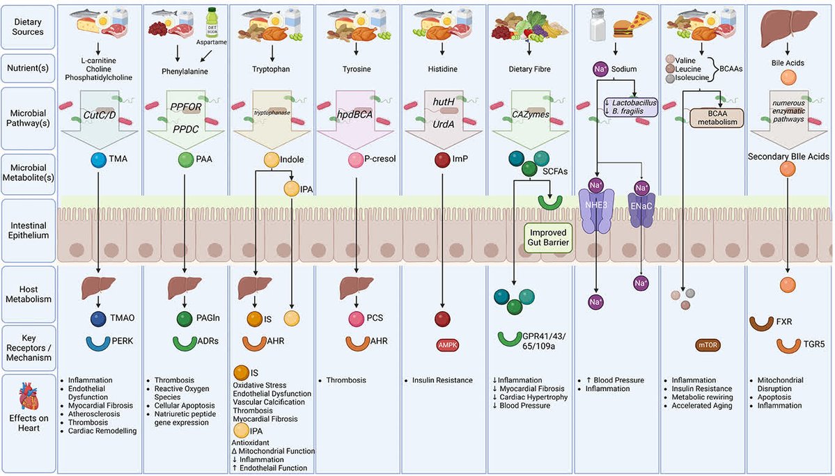 Circulation Research (@circres) on Twitter photo <a href="/CircRes/">Circulation Research</a> Interorgan Crosstalk in #HF & #Cardiometabolic Diseases Compendium
#Gut-Heart Axis: The Role of Gut #Microbiota & #Metabolites in Heart Failure ahajrnls.org/4jzeEdn
Authored by @matt_snelson & colleagues.
<a href="/WilsonTangMD/">W. H. Wilson Tang, MD</a> <a href="/FZMarques/">Prof Francine Marques</a> @inanna_nalytica <a href="/rikeishm/">Rikeish R. Muralitharan MD, PhD</a> <a href="/CircRes/">Circulation Research</a> Interorgan Crosstalk in #HF & #Cardiometabolic Diseases Compendium
#Gut-Heart Axis: The Role of Gut #Microbiota & #Metabolites in Heart Failure ahajrnls.org/4jzeEdn
Authored by @matt_snelson & colleagues.
<a href="/WilsonTangMD/">W. H. Wilson Tang, MD</a> <a href="/FZMarques/">Prof Francine Marques</a> @inanna_nalytica <a href="/rikeishm/">Rikeish R. Muralitharan MD, PhD</a>