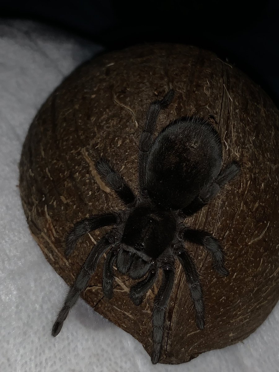 Mxr13s_w0rld's tweet photo. Before and after Coconut’s molt<3
.
.
.
#BrazillianBlack #GPulchra #Tarantula #Molt #SubAdult #Timelapse #Coconut #Spiders #Beautiful #fypシ https://t.co/piaIWxTMEA