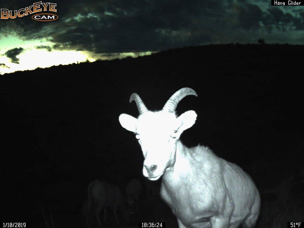 trailcam (@trail_cams) on Twitter photo 