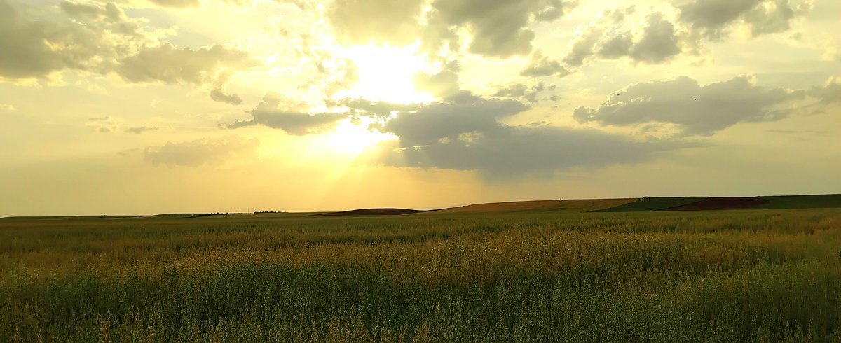 SonsoZatarain's tweet photo. "El campo es una de las pocas oportunidades que aún restan para huir."
#MiguelDelibes🪶
 Campiña
La Tarde, de tarde en tarde...
#AtardeceQueNoEsPoco
#Totakeawalk 🦯
🚶‍♀️🥾🦯🌾🦋🐝🪻🌄🌌 https://t.co/NDgcsjvqqG
